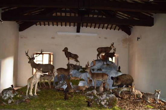 Mostra Biodiversità - Tassidermia